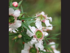Leptospermum
