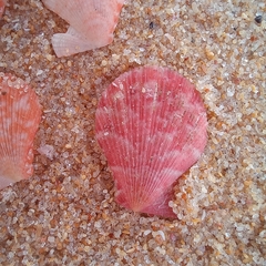 Talochlamys multistriata