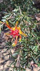 Lambertia formosa