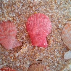 Talochlamys multistriata