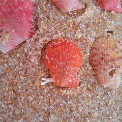 Talochlamys multistriata