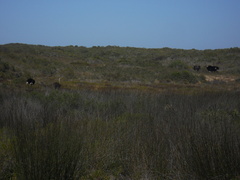 Struthio camelus australis