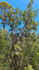 Banksia serrata