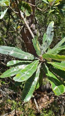 Banksia serrata