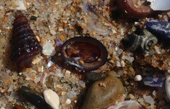 Patelloida latistrigata