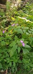 Impatiens pulcherrima
