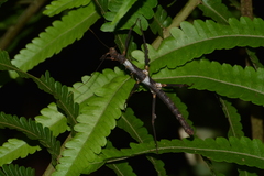 Ceroys perfoliatus