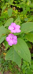Impatiens pulcherrima