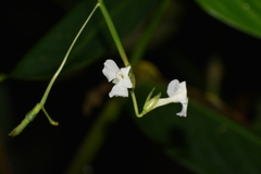 Marantaceae