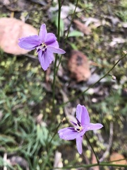 Arthropodium strictum