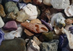 Austrodrillia angasi