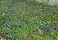 Viola hederacea