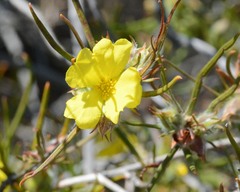 Hibbertia subvillosa