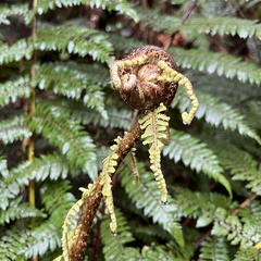 Cyathea smithii