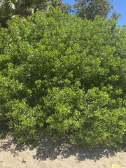 Myoporum boninense