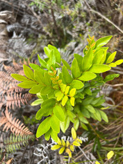 Guioa villosa