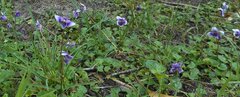 Viola hederacea