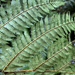Cyathea smithii