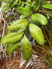 Guioa villosa