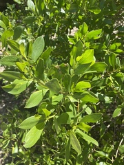 Myoporum boninense