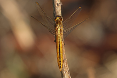 Crocothemis nigrifrons