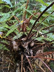 Cyathea smithii