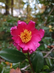 Camellia