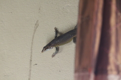 Trachylepis margaritifera