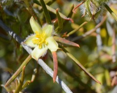 Hibbertia subvillosa