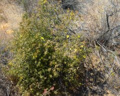 Hibbertia subvillosa