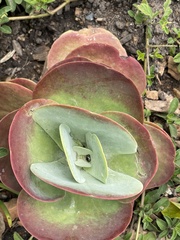 Kalanchoe luciae