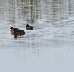 Heteronetta atricapilla