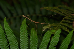 Ceroys perfoliatus