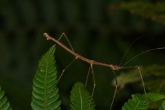 Ceroys perfoliatus