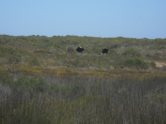 Struthio camelus australis