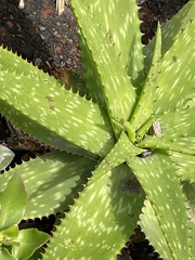 Aloe maculata