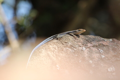 Trachylepis margaritifera