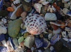 Spondylus nicobaricus