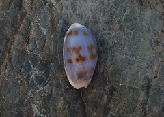 Talostolida pellucens