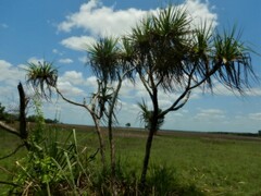 Pandanus spiralis