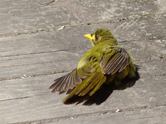 Manorina melanophrys