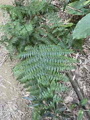 Microlepia nepalensis