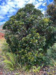 Syzygium macranthum