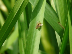 Parhelophilus