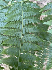 Microlepia nepalensis