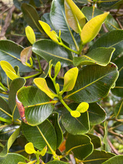 Syzygium macranthum