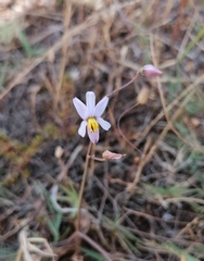 Cyanella hyacinthoides