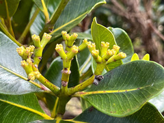 Syzygium macranthum