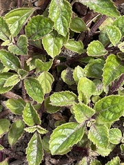 Plectranthus