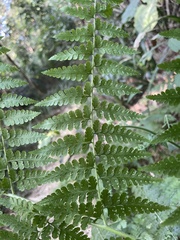 Microlepia nepalensis